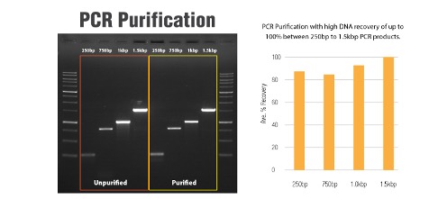 PrimeWay Total RNA Extraction Kit