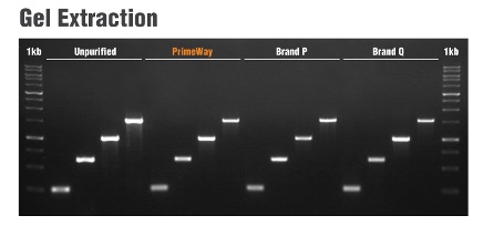 PrimeWay Total RNA Extraction Kit