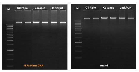 SEPa Plant DNA Isolation Reagent Kit
